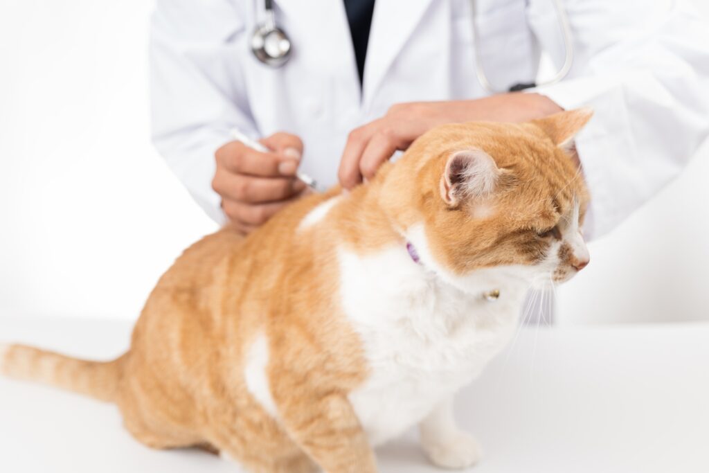 注射をされる猫