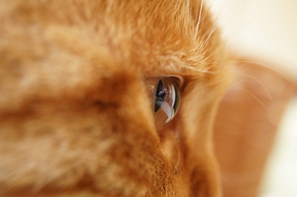 猫の目