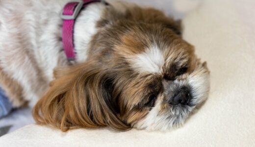 【犬の病気】膵臓の病気はキケン？ | 急性膵炎の原因・症状・治療法を解説