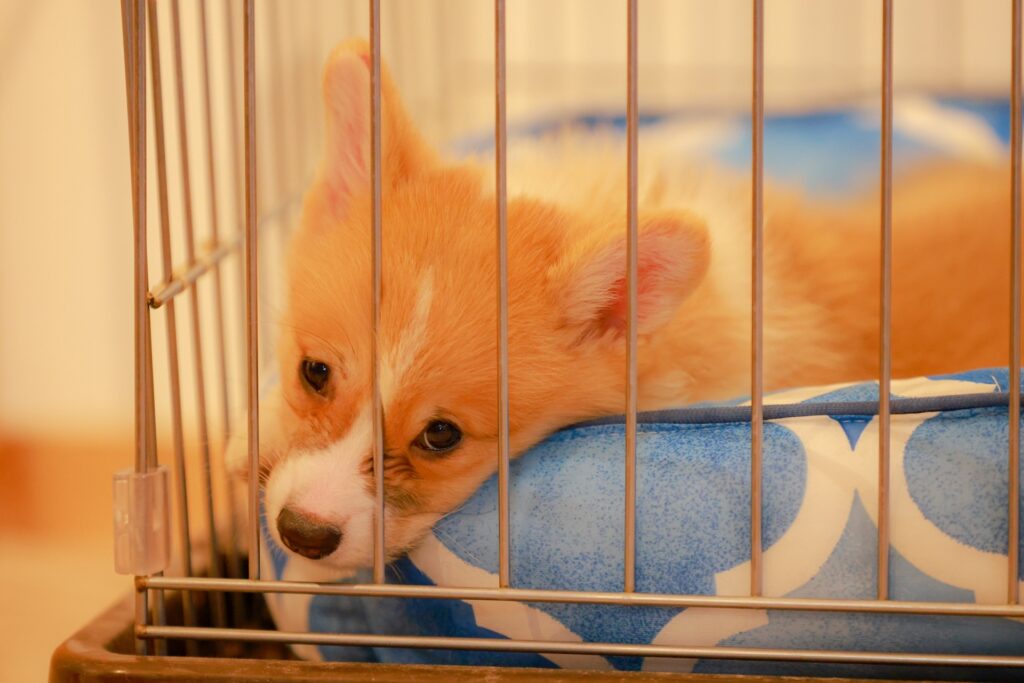 犬の夜泣きとは