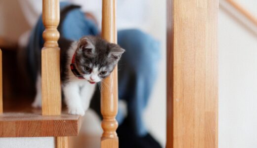 猫の骨折とは？症状・治療法・予防法を解説