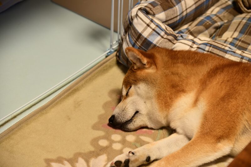 寝ている 柴犬