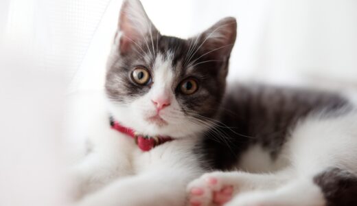 猫の水頭症（水痘症）| 症状・特徴から治療法・予防法まで徹底解説