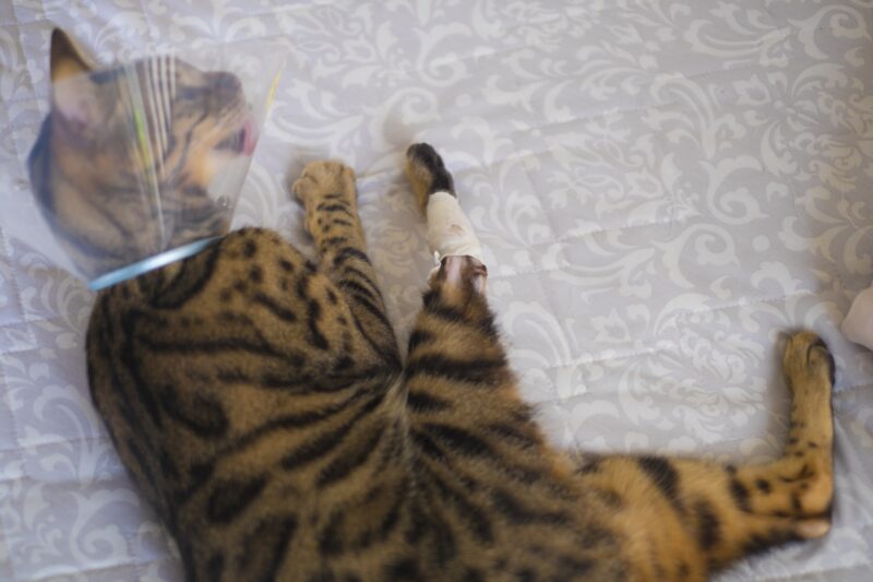 カラーをつけている猫