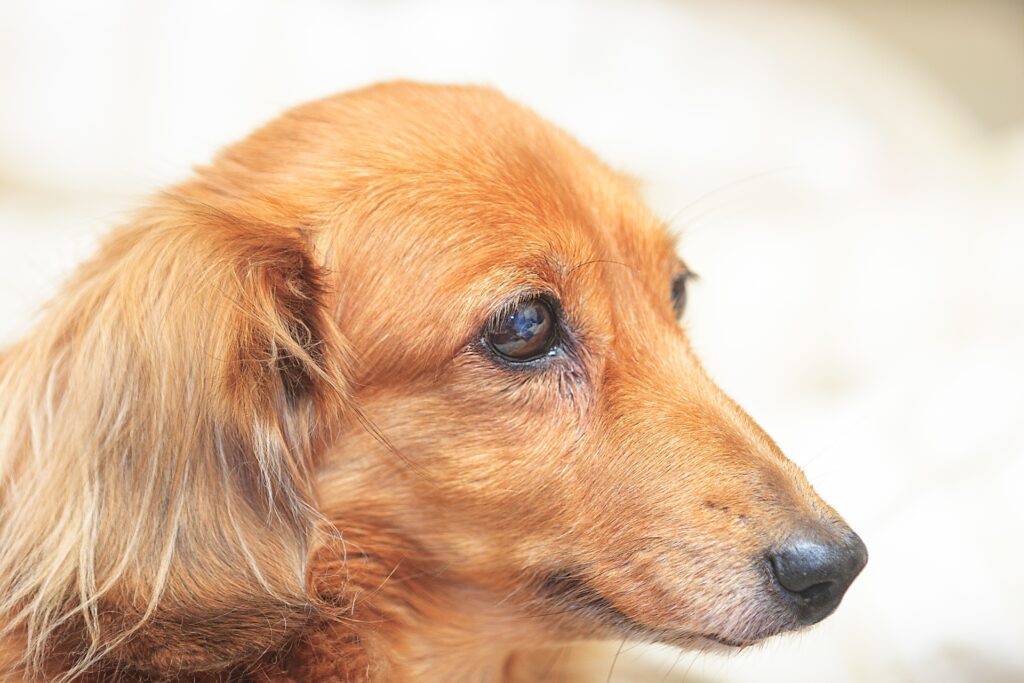 犬のメラノーマの原因