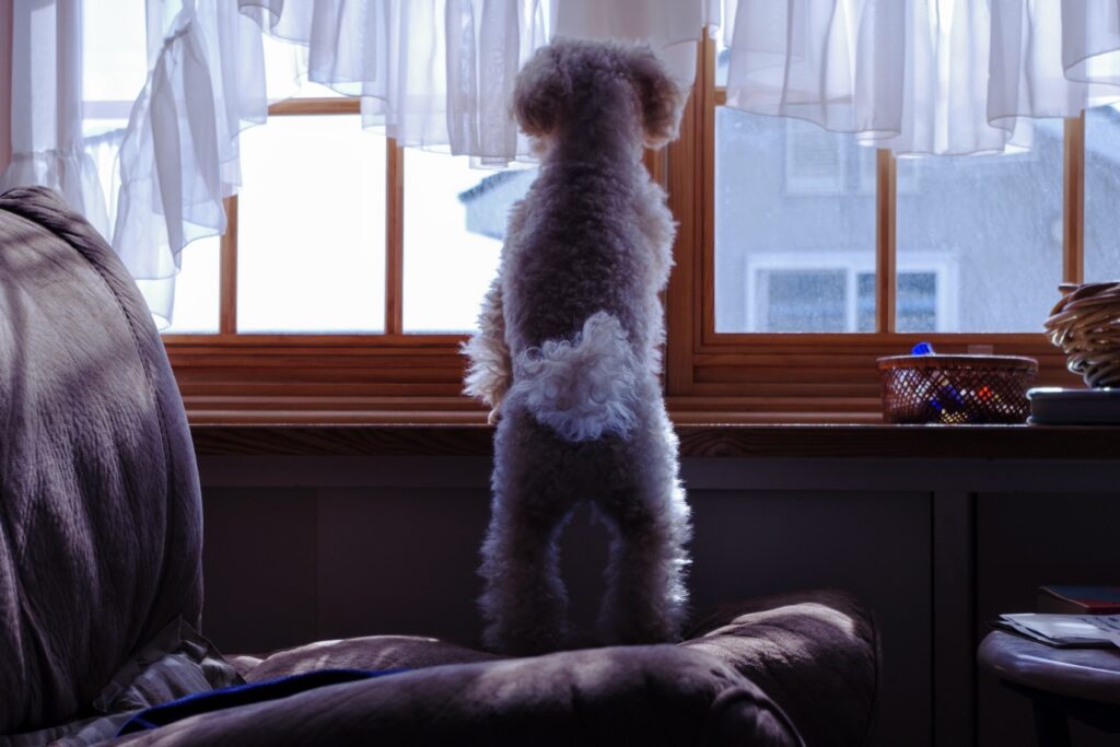 犬の夜泣きへの対処法