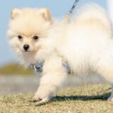 犬がうんちしない!原因や考えられるリスクなどを治療法とともに解説