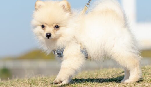 犬がうんちしない！原因や考えられるリスクなどを治療法とともに解説