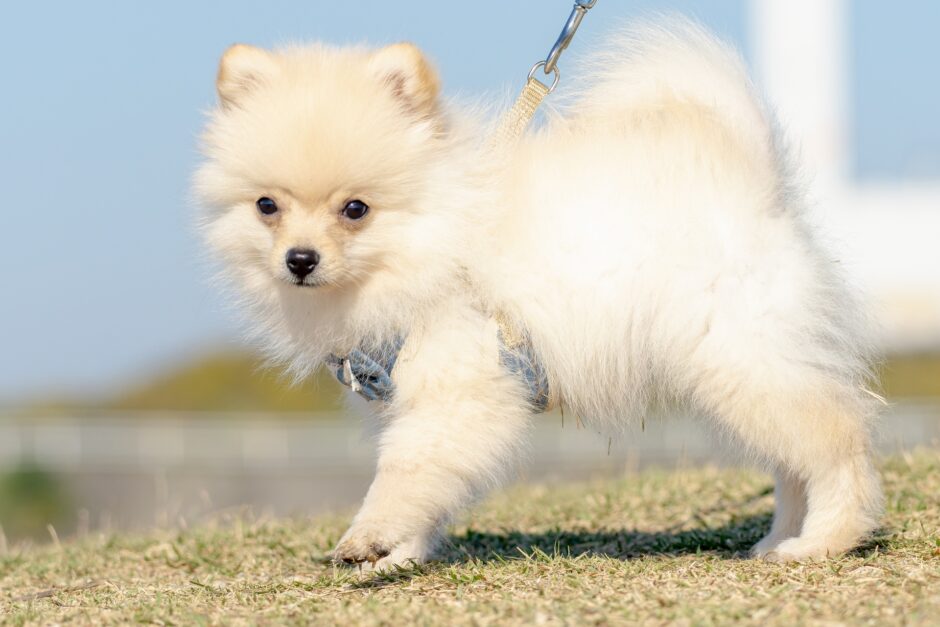 犬がうんちしない！原因や考えられるリスクなどを治療法とともに解説