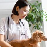 犬のメラノーマとは?症状と原因、治療法について解説