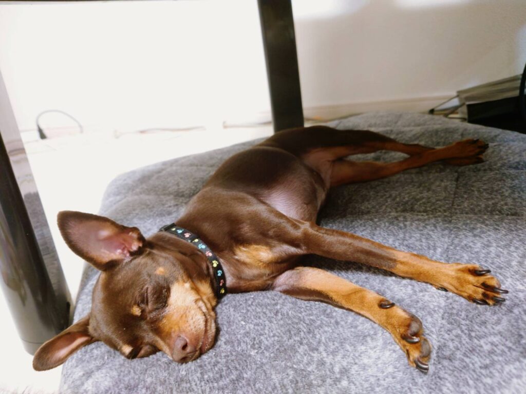 犬の腸閉塞の受診判断