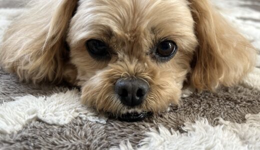 犬の腎不全の原因は？犬の腎不全の治療法や予防方法、早期発見のポイントを解説