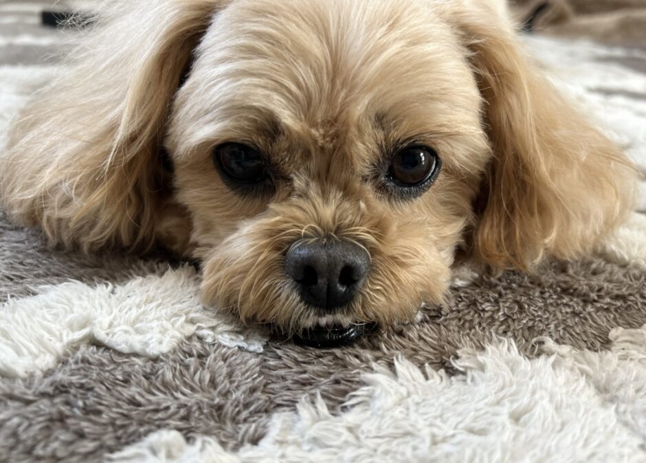 犬の腎不全の原因は？犬の腎不全の治療法や予防方法、早期発見のポイントを解説