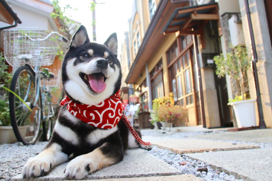 犬の緑内障の症状とは？緑内障の原因から治療法まで解説