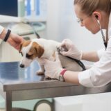 犬の腸閉塞の症状や原因は?治療法や予防法についても解説
