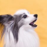 犬の夜泣きはどうすればいい?夜泣きの原因から対処法まで解説!