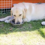 犬 脱水 見分け方