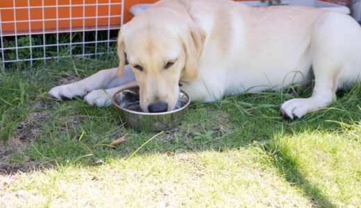 犬が脱水症状を起こしているか見分ける方法は？原因・対処法・予防法を解説