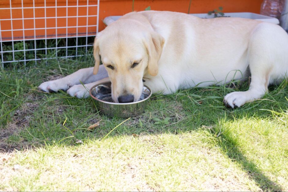 犬 脱水 見分け方