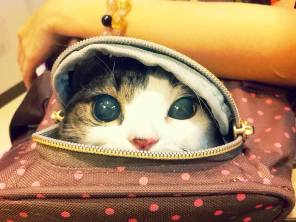 こちらをみる猫