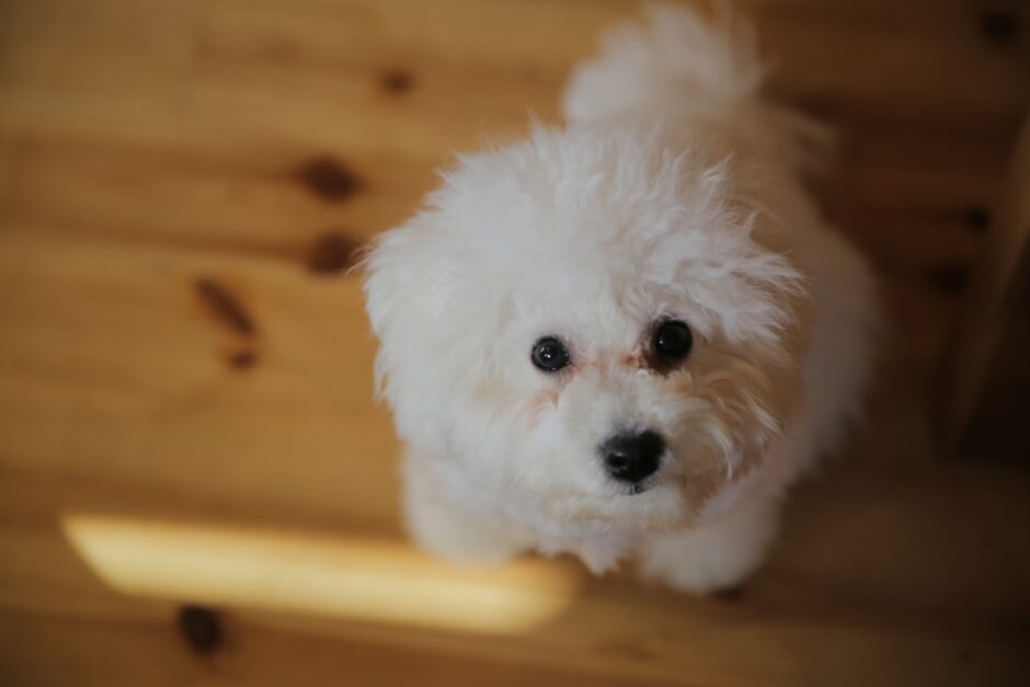 犬 糖尿病 初期症状