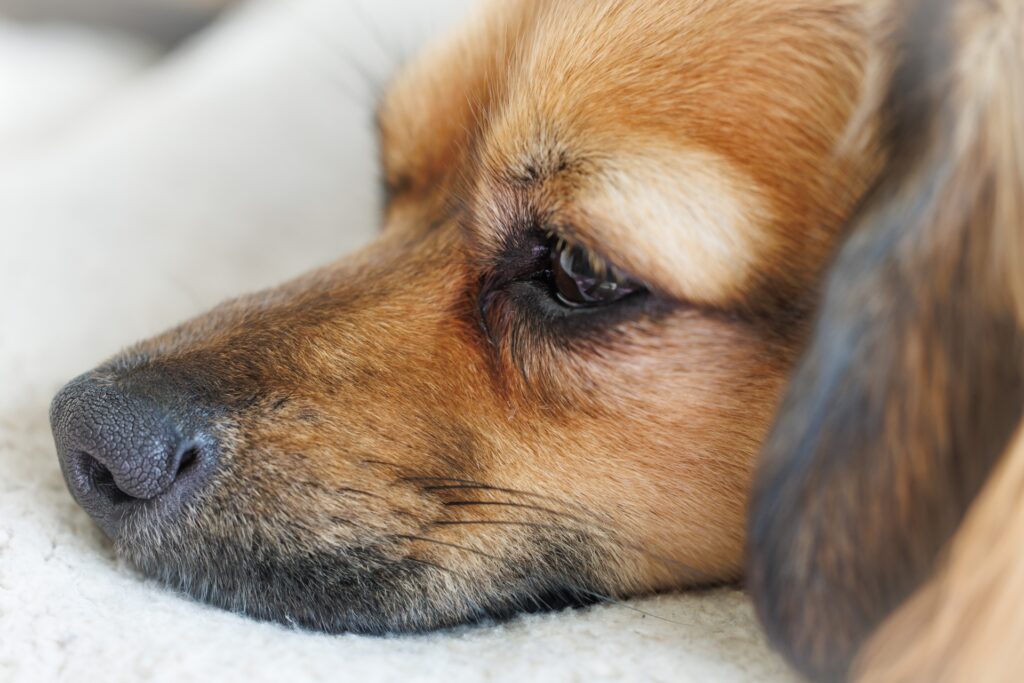 犬の緑内障について