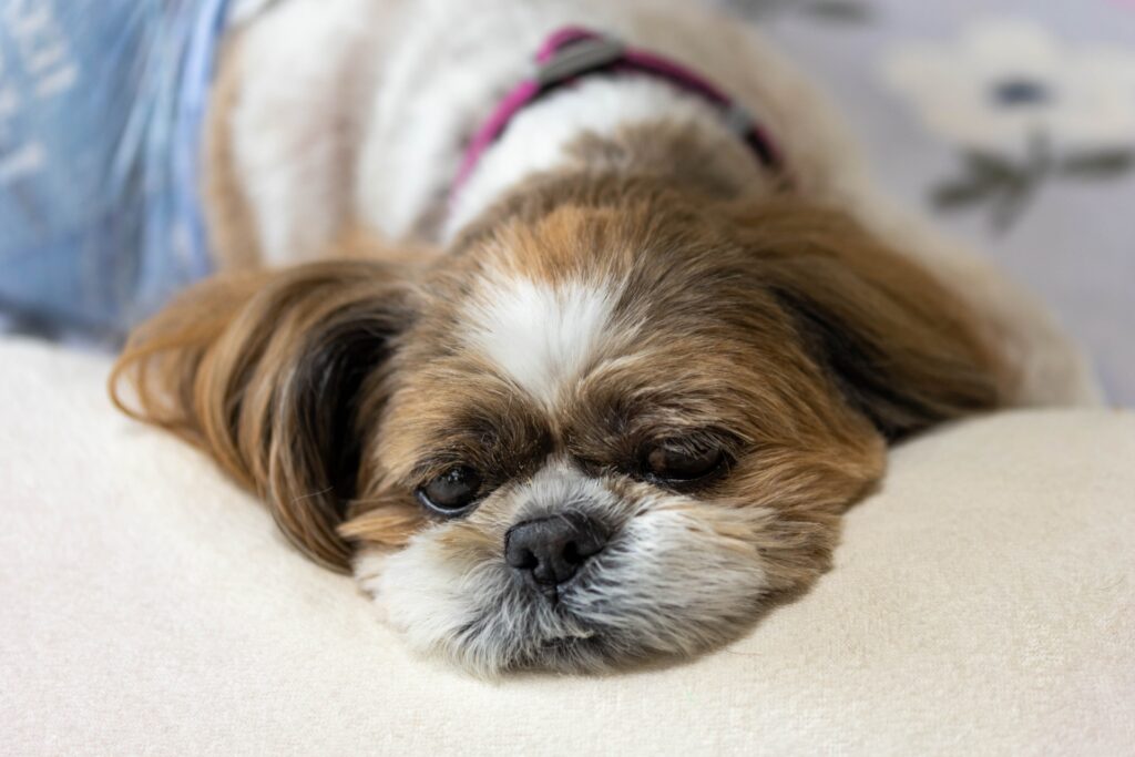 犬の腸閉塞の症状