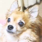 犬 緑内障 白内障 違い