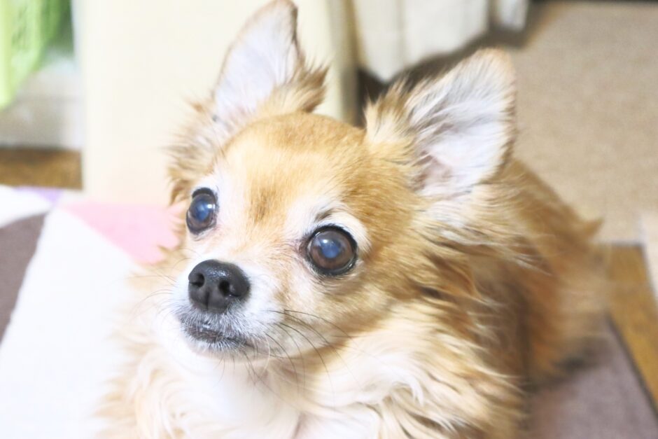 犬 緑内障 白内障 違い