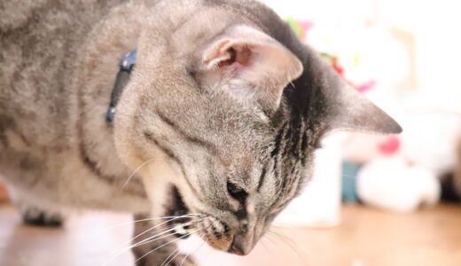 猫がえずくのは病気のサイン？原因・対処法・獣医師に相談するべき目安を解説