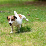 犬のお漏らし:雌雄のどちらも引き起こす可能性がある犬の尿漏れについて解説!