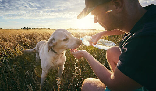 犬にはどんな感染症があるの？予防するには？犬から人に感染する感染症についても解説！