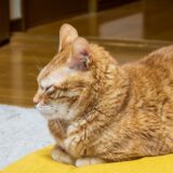 猫パルボウイルス感染症の初期症状は?予防法や感染経路も解説