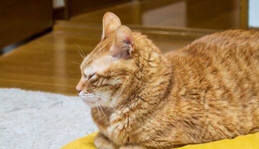 猫パルボウイルス感染症の初期症状は？予防法や感染経路も解説