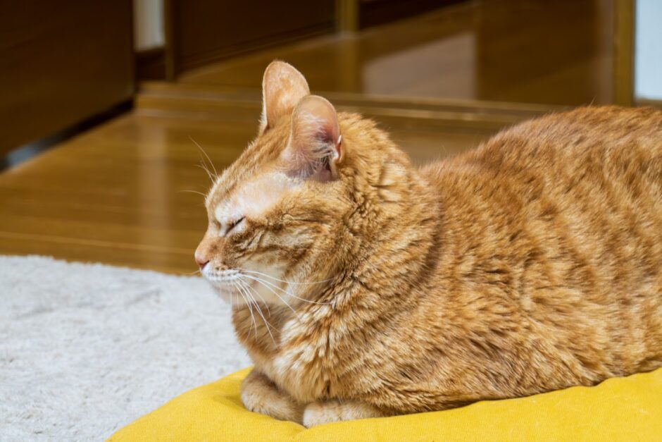 猫パルボウイルス感染症の初期症状は？予防法や感染経路も解説