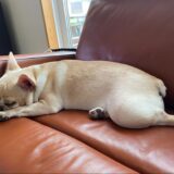 犬の子宮水腫|症状・治療法・子宮内膜症との違いも解説