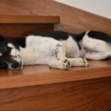 犬 腎不全 余命