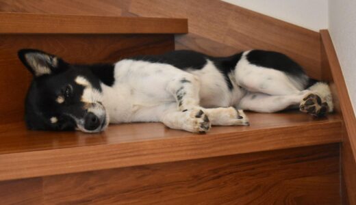 犬の腎不全での余命は？症状・緩和ケア・予防法も併せて解説