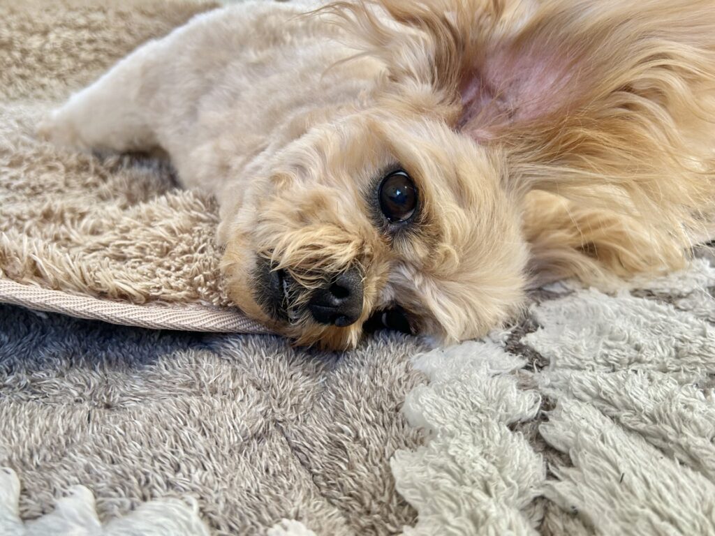 犬が下痢になった時の対処と予防