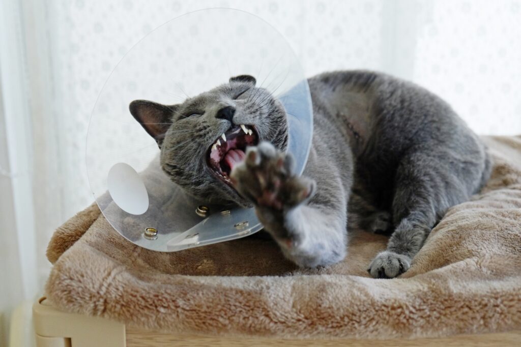 猫の耳が熱いときに考えられる病気