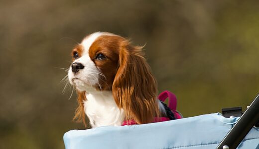 犬の網膜変性症｜原因・ケア方法などを解説