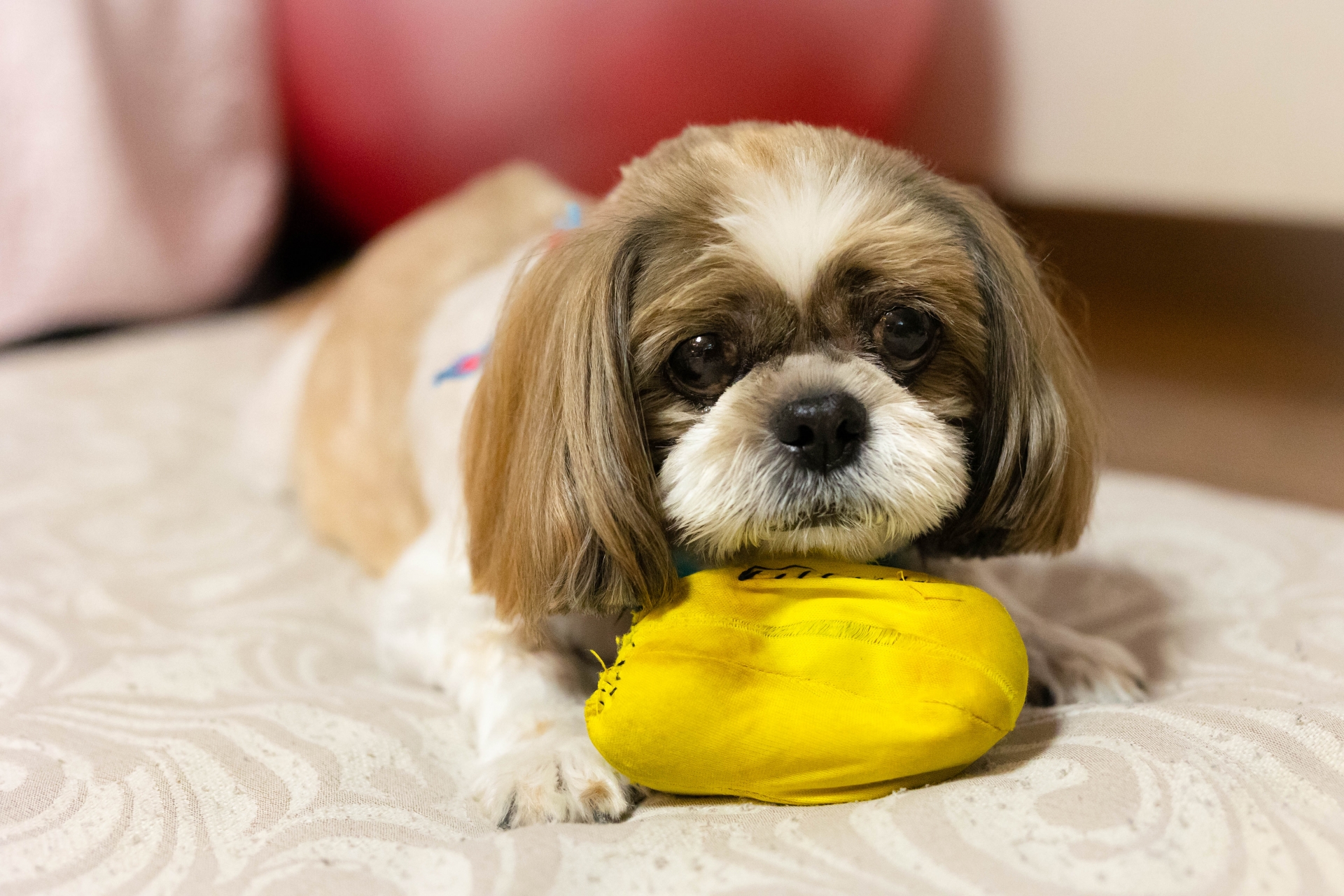 寝そべっている犬