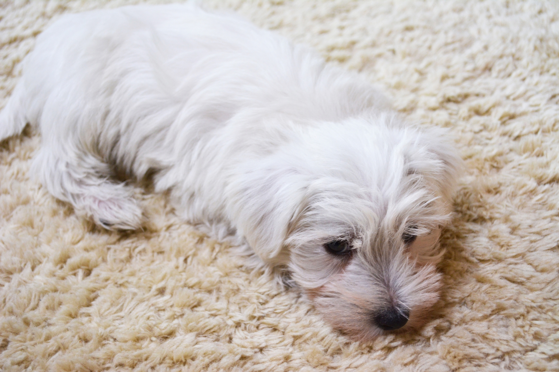 寝そべる白い犬