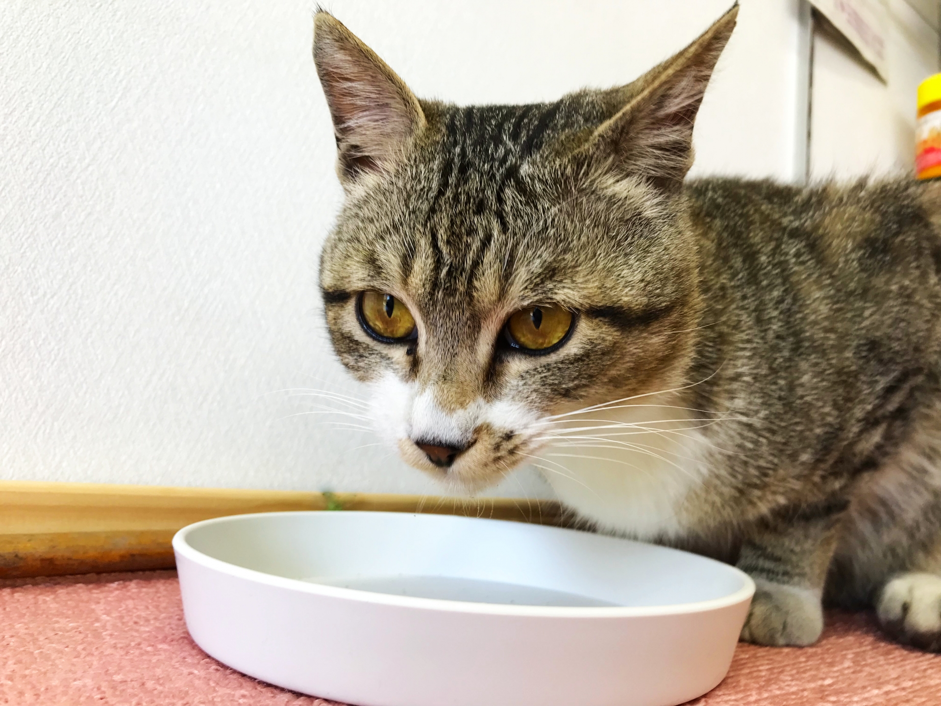 ミルクを飲む猫