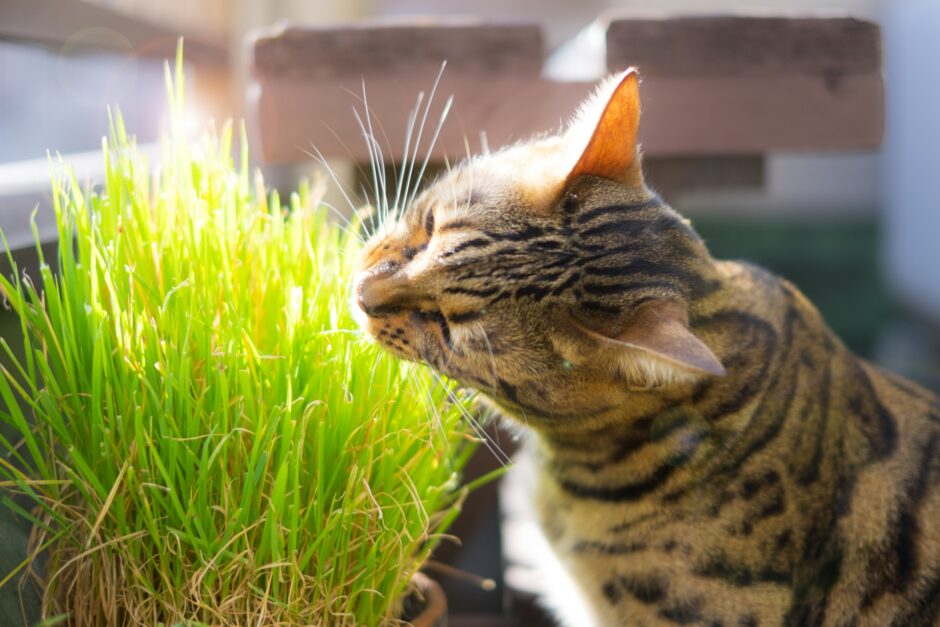 猫が外に出たがる理由とは？出ないようにする対策もあわせて解説！