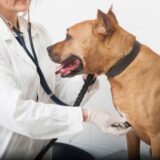 犬がえづくのはなぜ?犬がえづく病気や、ケア方法について徹底解説!