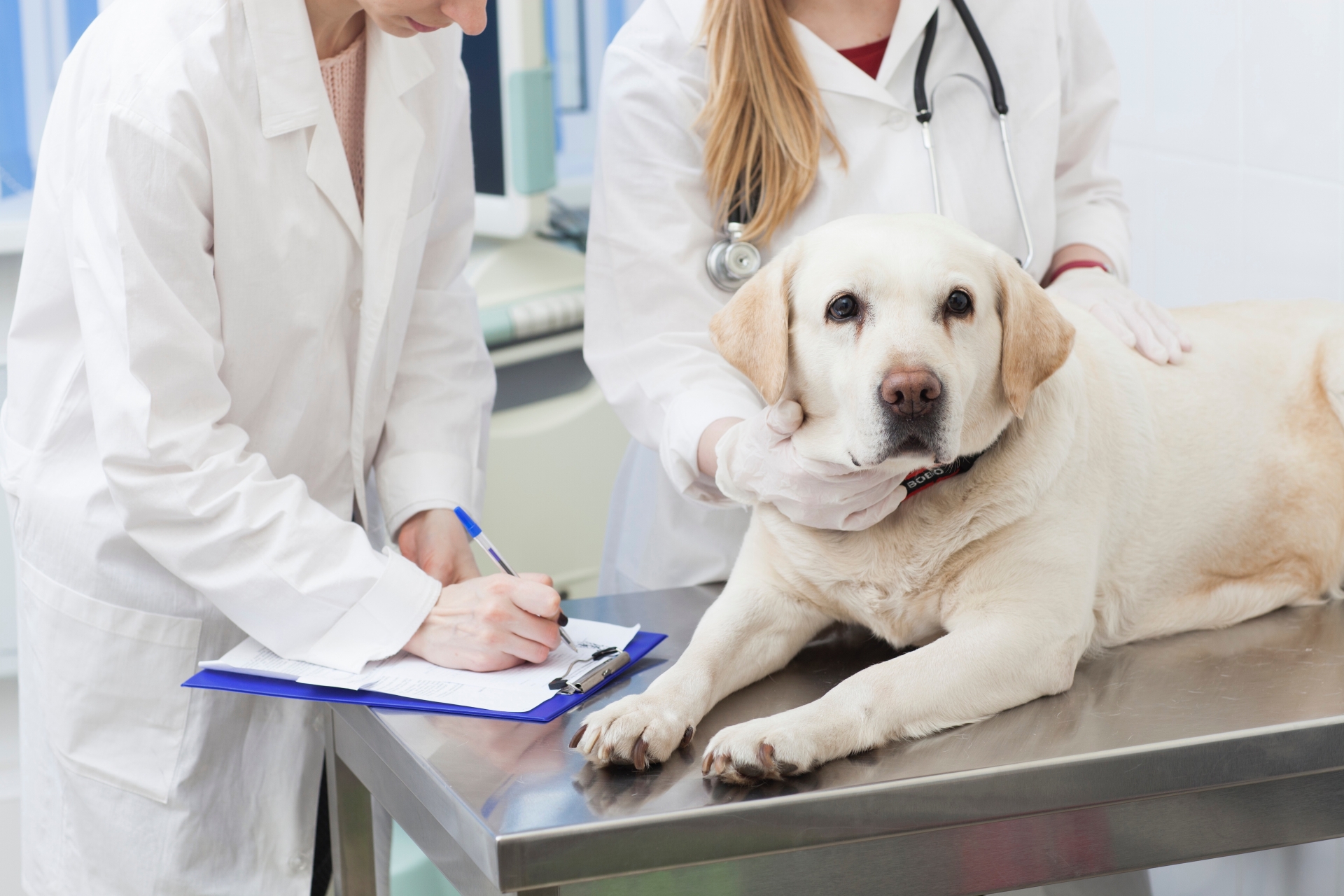 病院で診察を受ける犬