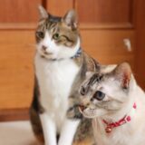 猫の脱臼は自然治癒する?原因・症状・治療法を解説