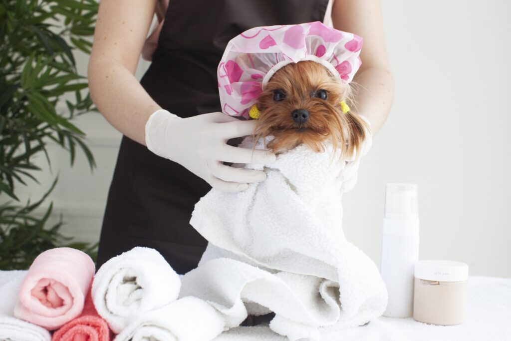 犬の皮膚炎の予防法