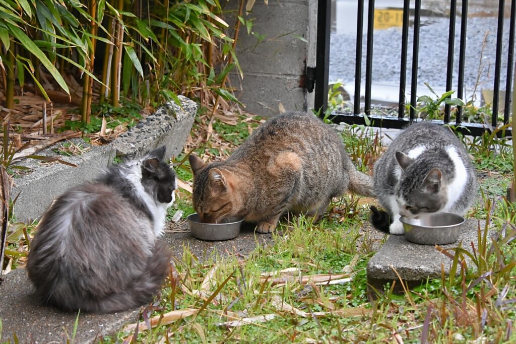 猫の真菌症の原因